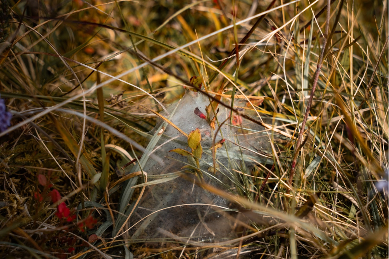 The peatlands on Kilchoan Estate property. Photo Credit: Marla Tomorug