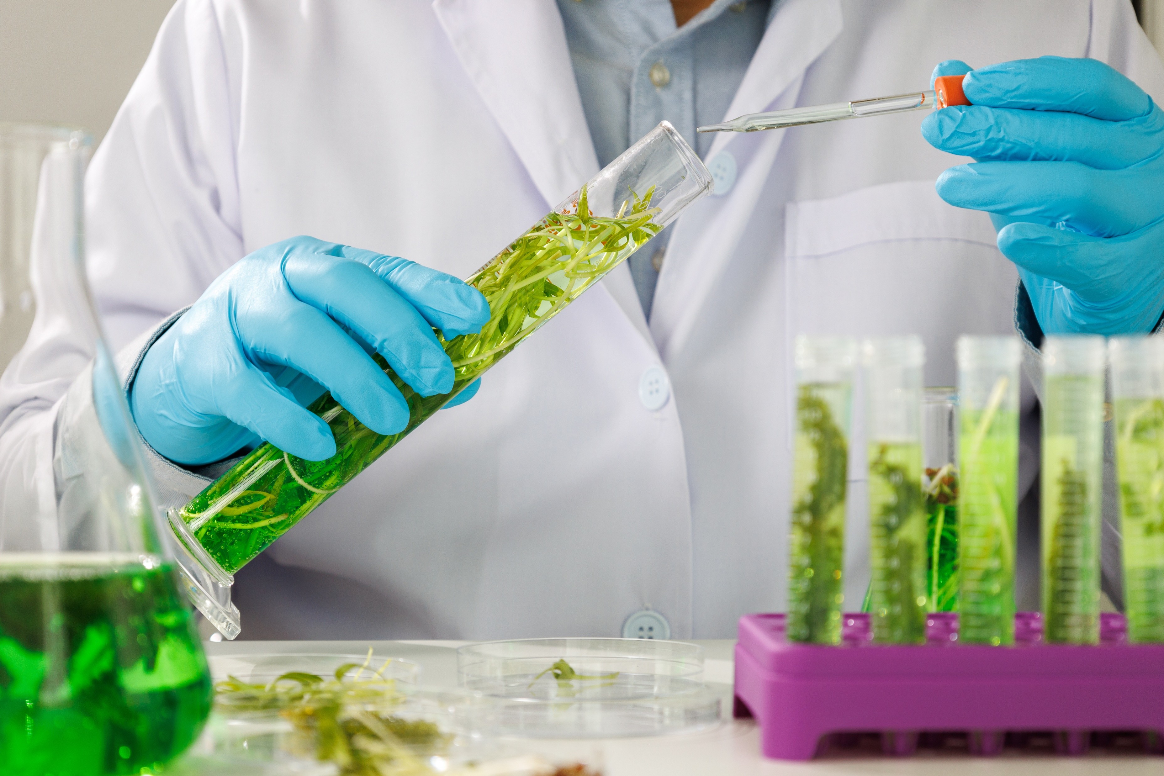 Biofuels in Emerging Markets of Africa and Asia