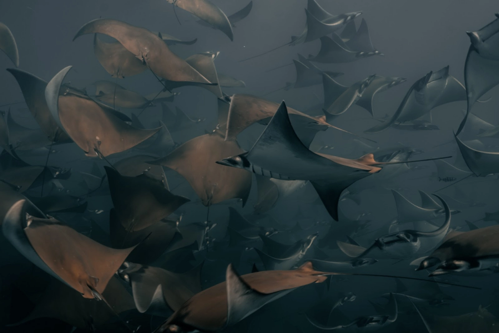 Unrivaled biodiversity in Baja California Sur. Photo Credit: Andi Cross