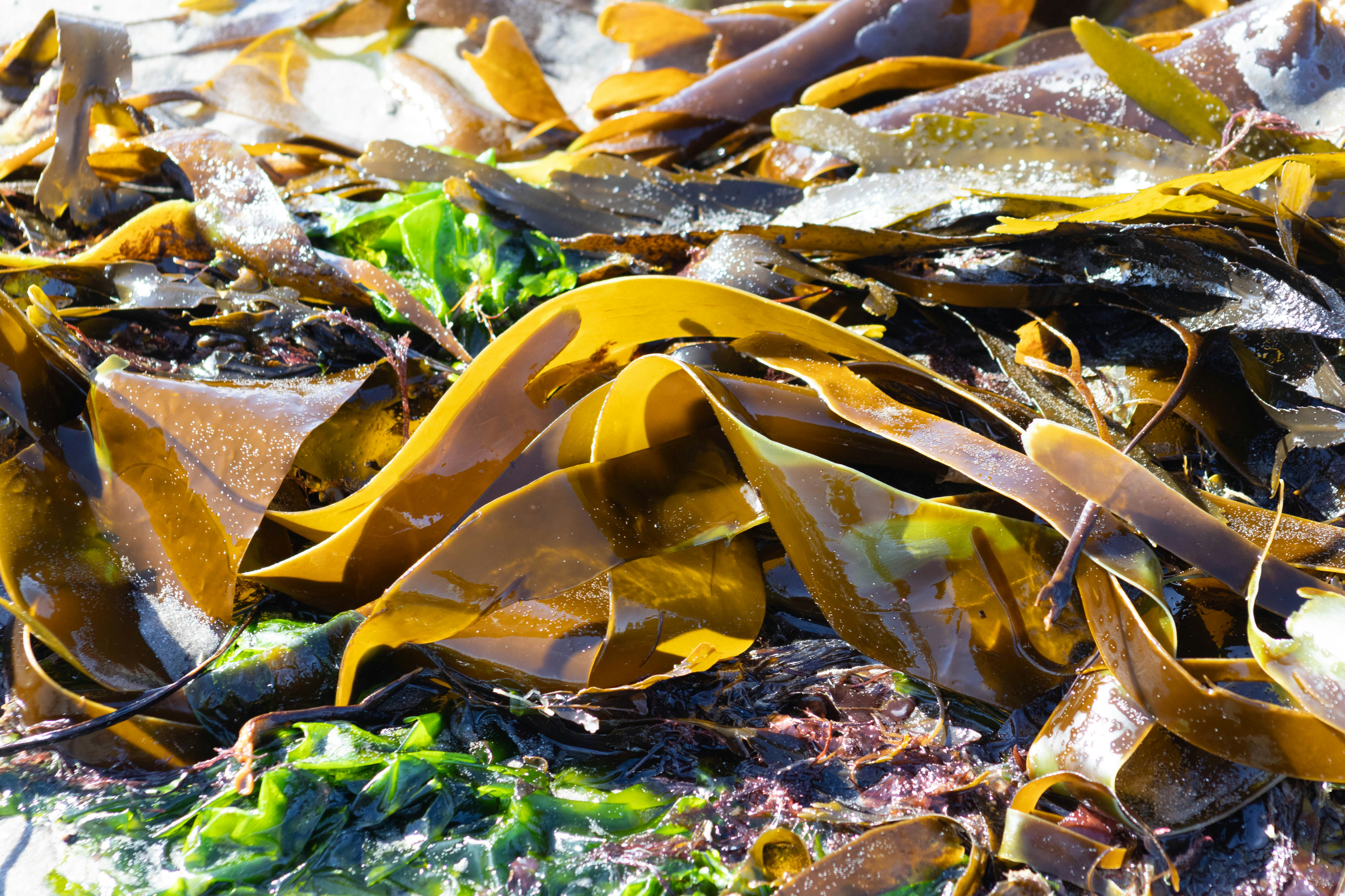 The opportunities and challenges of seaweed farming in Timor-Leste