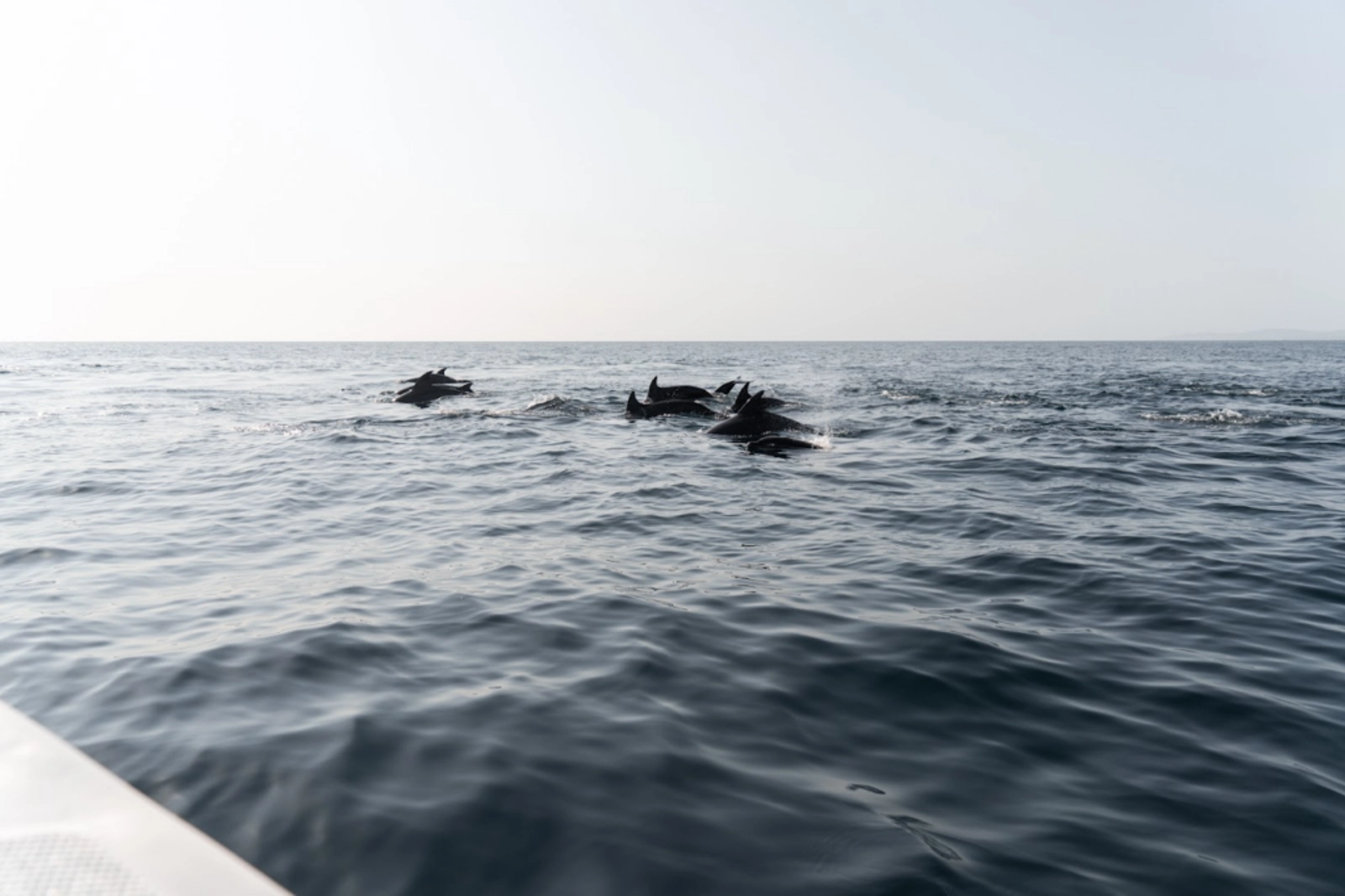 Rich biodiversity in Baja California Sur worth protecting. Photo Credit: Marla Tomorug
