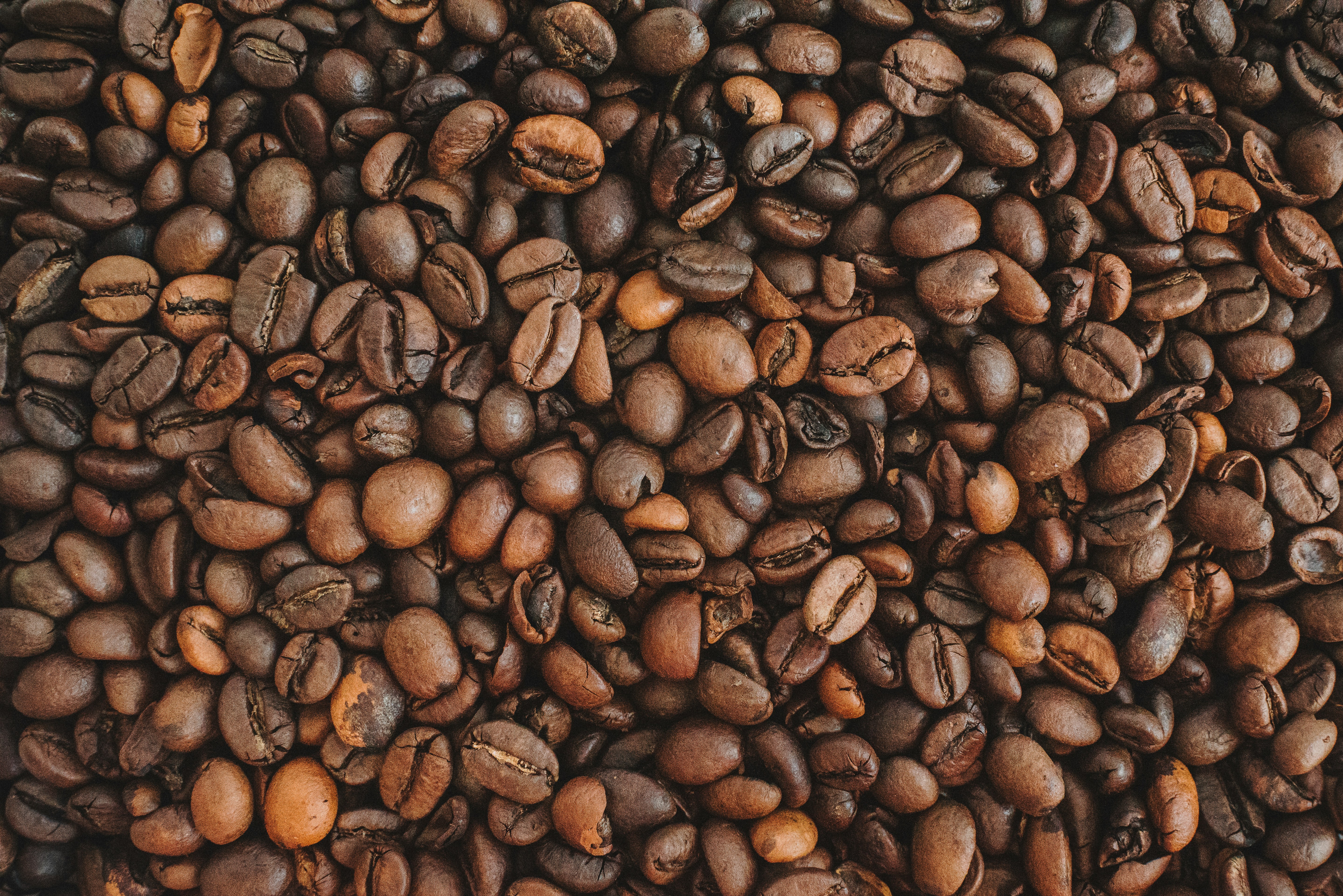 Coffee, cocoa, and conservation – New agroforestry systems set to transform Sierra Nevada’s national park