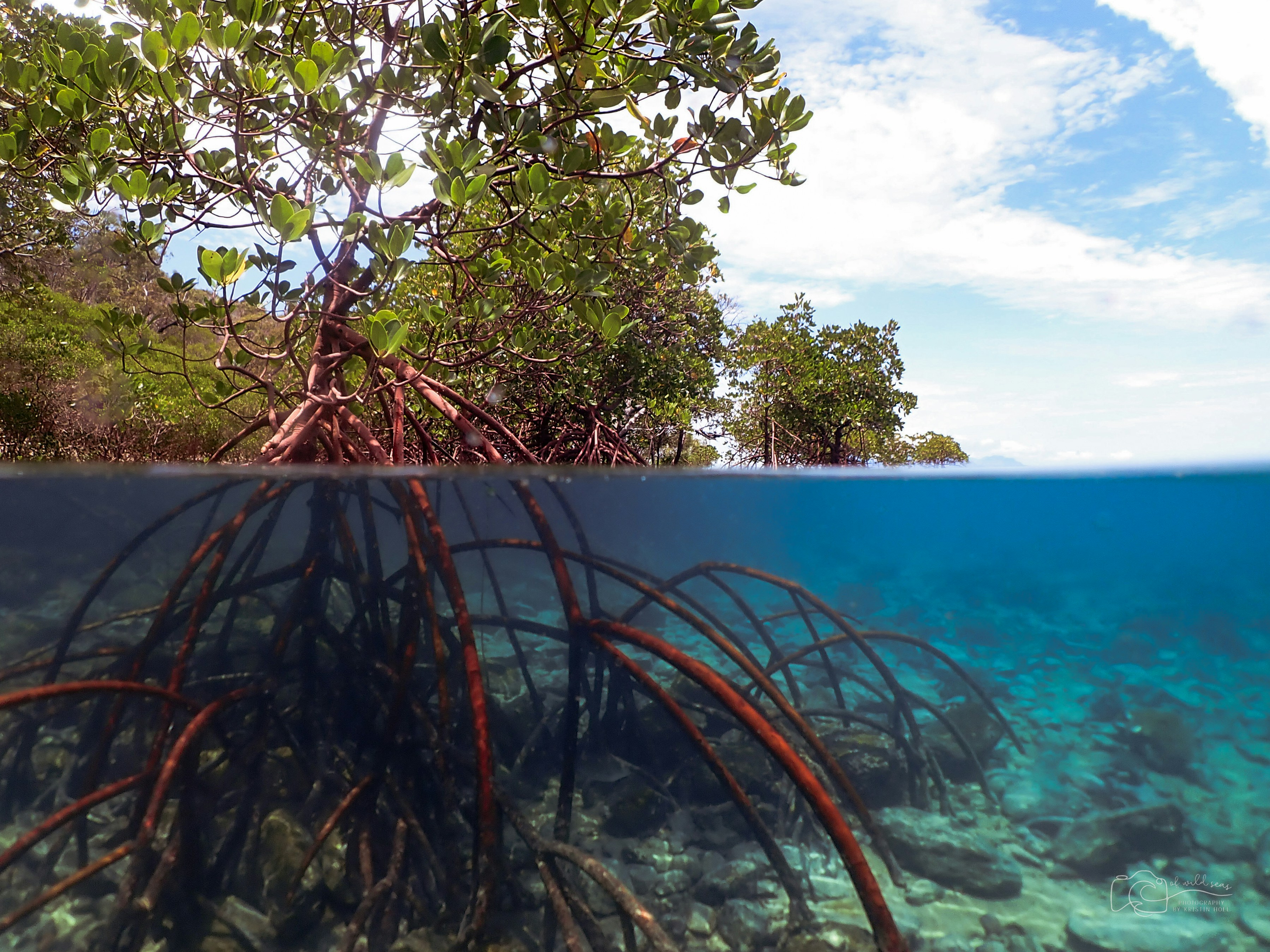 The Mother of the Mangrove