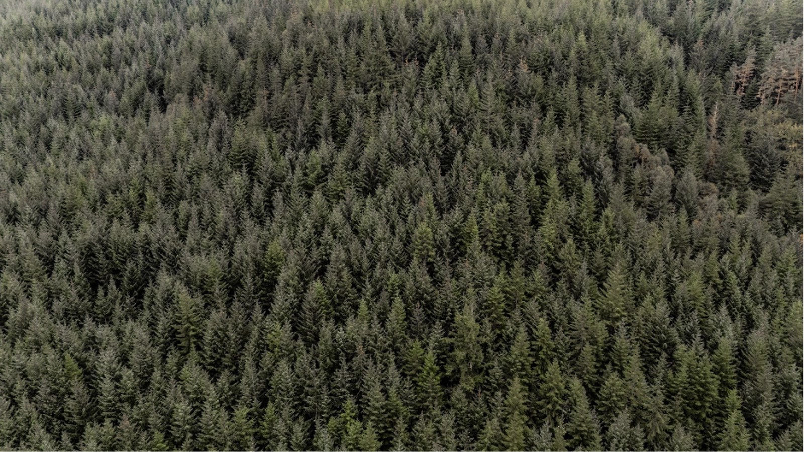 Current day Scotland surroundings. Photo Credit: Marla Tomorug