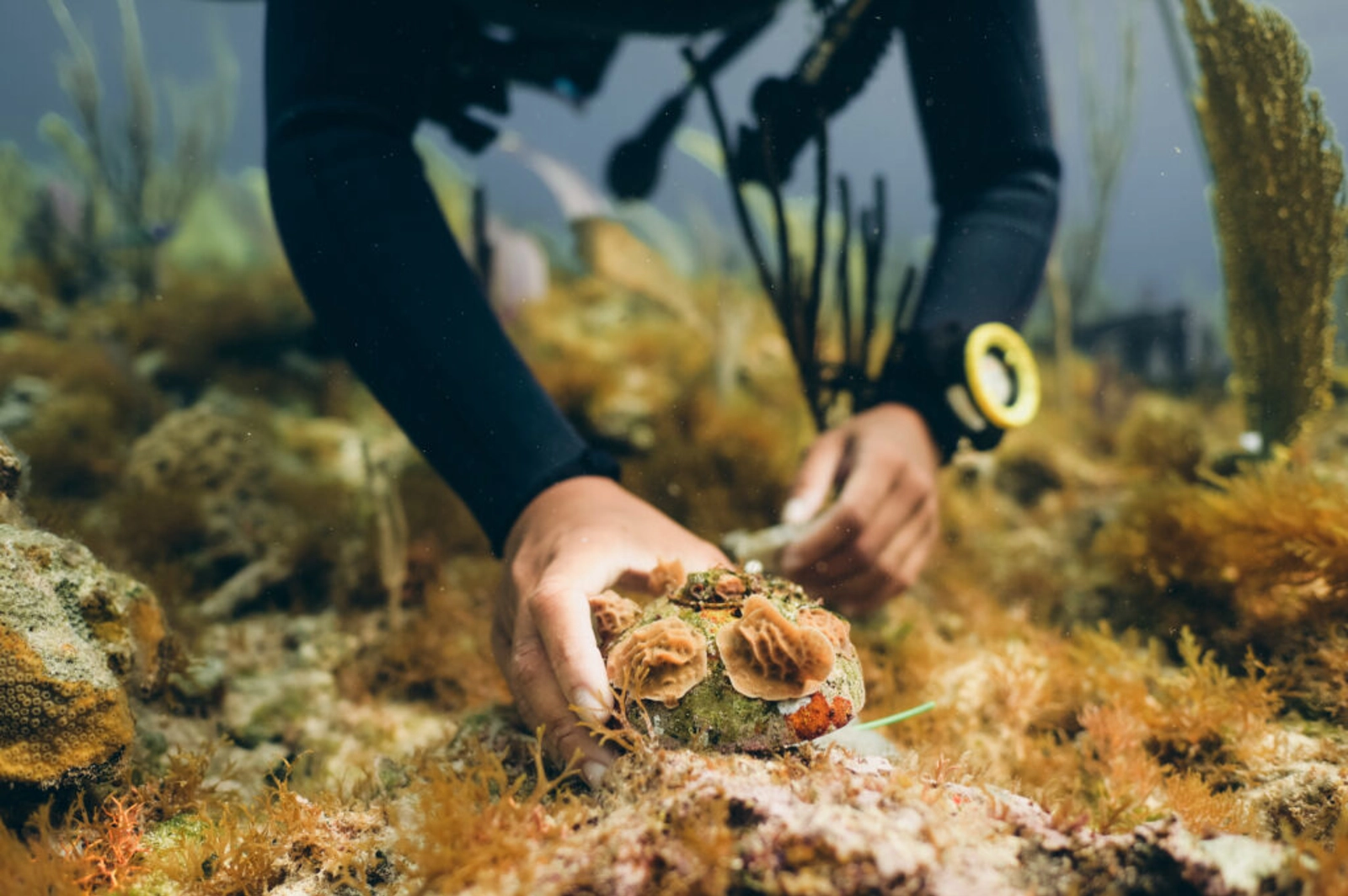 Image: Coral Vita. An outplanted Lettuce coral fusion cookie (Agaricia agaracities)