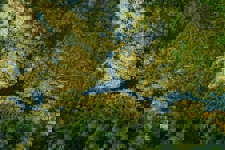 Accelerating the Mangrove Breakthrough at COP29: Global action and investments for scaling mangrove conservation