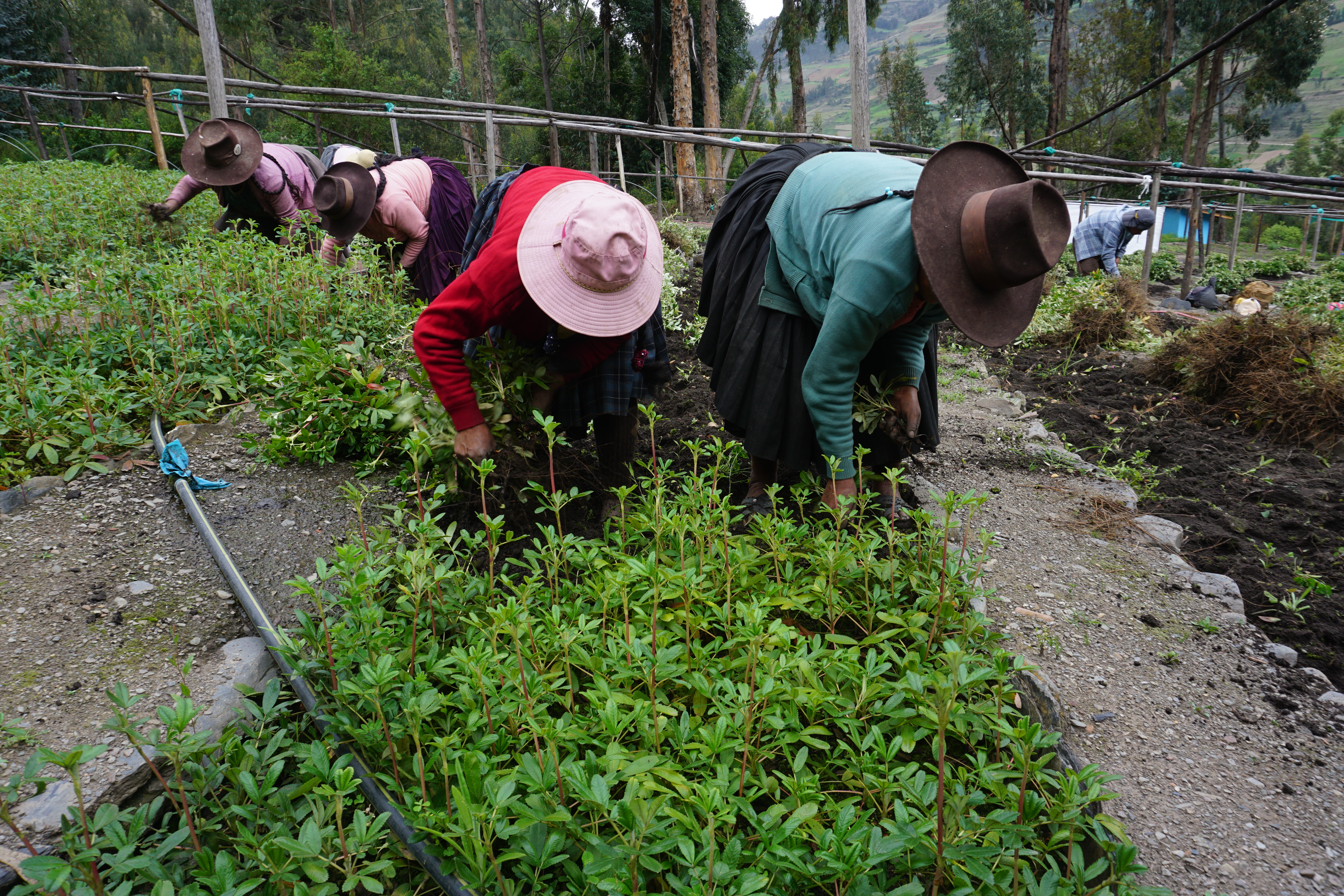 Removing Polylepis seedlings from the nursery for planting in Challabama, Peru.