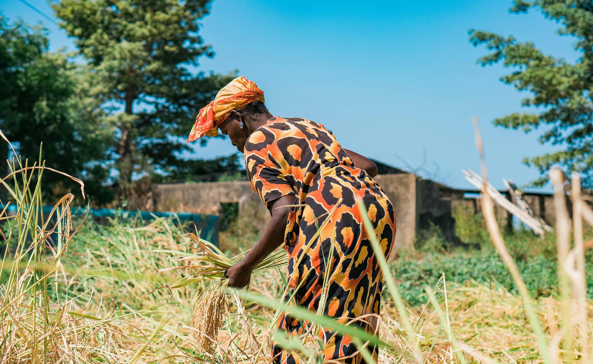 USAID ESCOLHA: Nhamatanda Smallholder Farmer Results